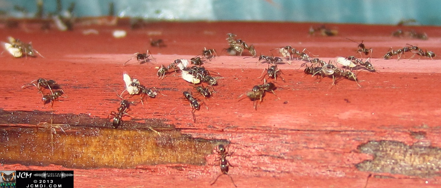 Save the Larvae! Argentine Ants abondoning flooded nest